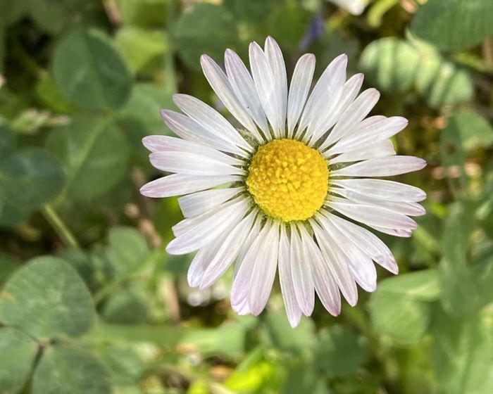 Gänseblümchen